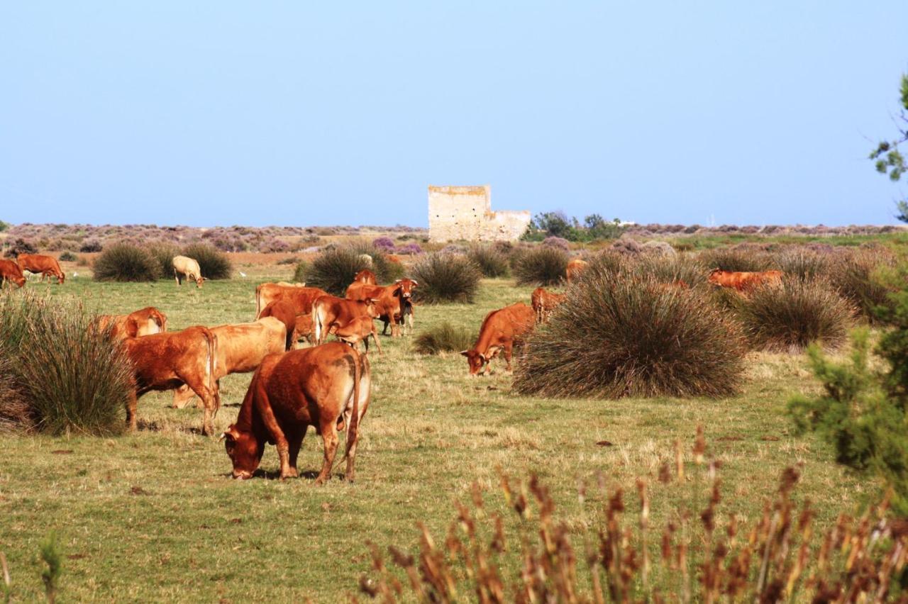 فارو Herdade Dos Salgados Do Fialho المظهر الخارجي الصورة