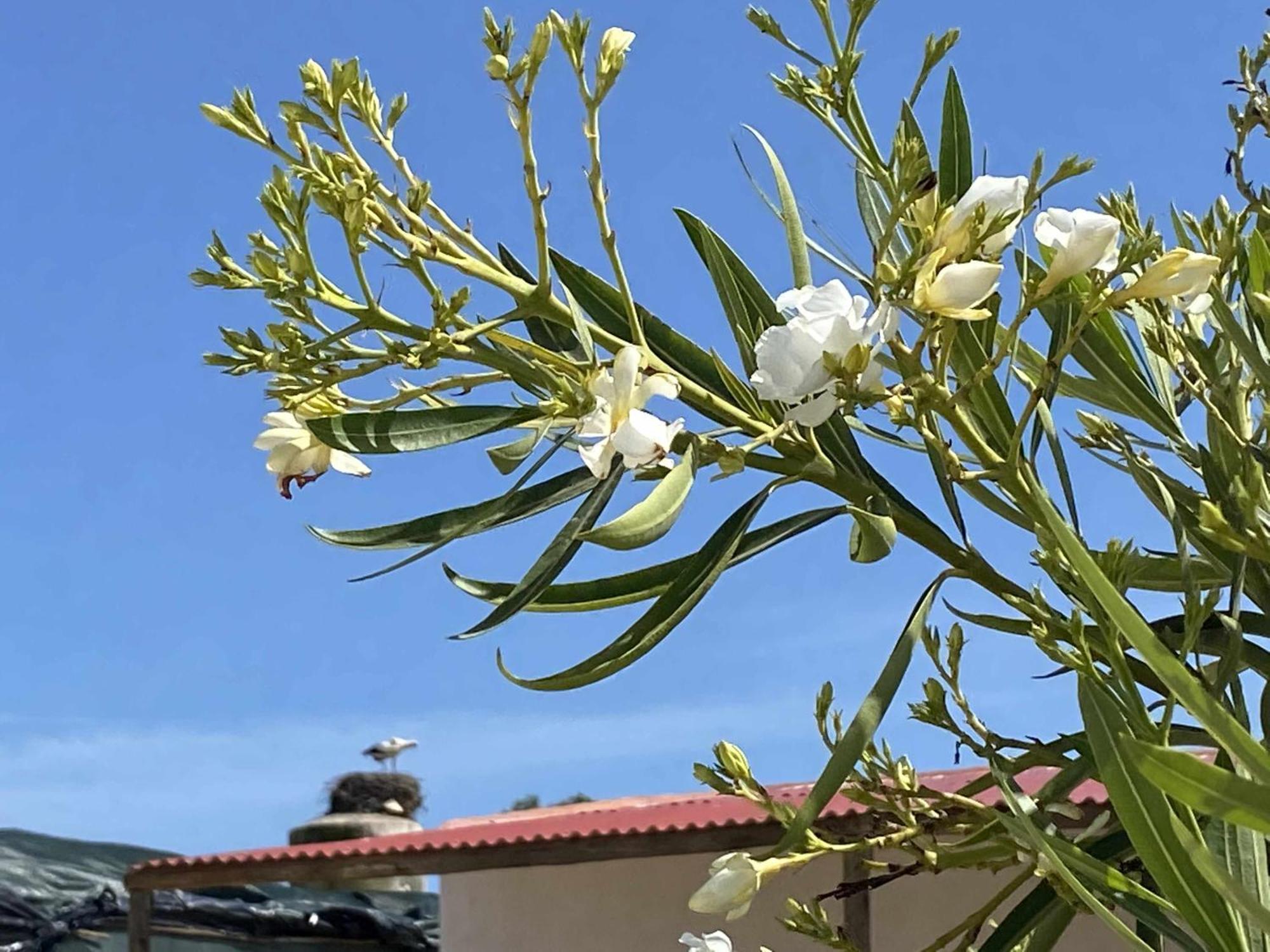 فارو Herdade Dos Salgados Do Fialho المظهر الخارجي الصورة